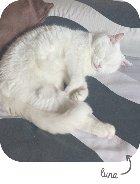 Luna, Cristian’s cat